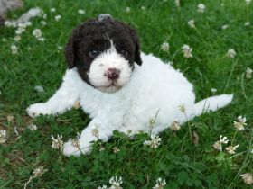 Süße Lagotto Romagnolo Welpen suchen ein liebevolles Zuhause.