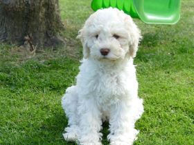 Süße Lagotto Romagnolo Welpen suchen ein liebevolles Zuhause.