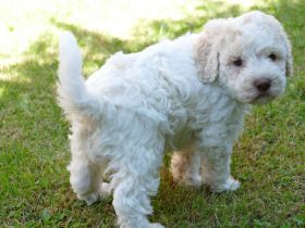 Süße Lagotto Romagnolo Welpen suchen ein liebevolles Zuhause.