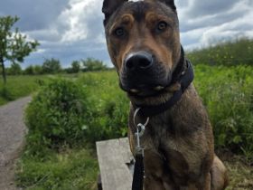 Henry ein sportlicher Malinois Mix