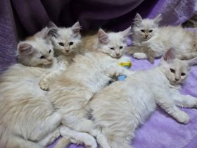 Maine Coon Kitten Katzenbaby weiß creme rot  Kater und Katzen