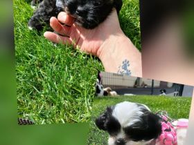 Pünktchen und Blacky suchen ein liebevolles Zuhause