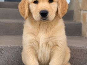 Golden Retriever 6 Baby