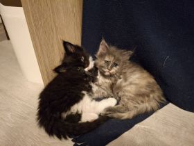 Maine Coon Kitten reinrassig