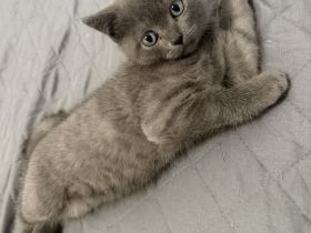 BKH KITTEN reinrassig