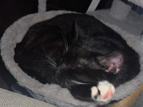 Schwarz weiße Hauskatze