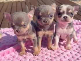 ‎Über meine 3 Chihuahua-Welpen