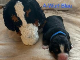 Berner Sennenhund Welpen