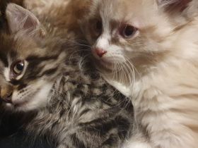 Katzenbabys suchen artgerechtes Zuhause