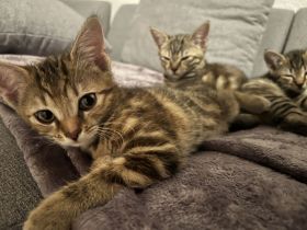 🐾 4 bezaubernde Kitten mit einzigartigen Fellfarben zu vergeben