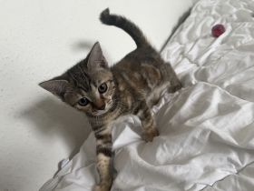 🐾 Vier bezaubernde Europäisch Kurzhaar Kätzchen suchen ihr Für-immer-Zuhause 🐾.