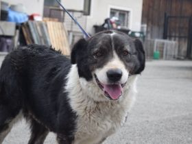 Sanfte Fellnase Mellie sucht ein Zuhause