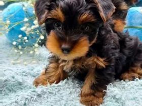 Liebevolle Yorkshire-Terrier-Hündin sucht neues Zuhause