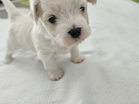 Reinrassiger Bichon Malteser – ein entzückender Welpe sucht die richtige Familie!