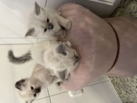 Reinrassige Heilige Birma, Kitten
