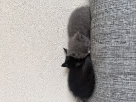 Liebevolles Zuhause für zwei BKH-Geschwister gesucht 🐾