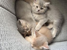 4 liebevoll aufgewachsene Kitten suchen ab dem 15.07.2026 ihr Für-immer-Zuhause