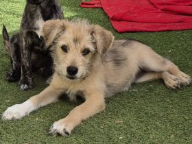 Osita * Amora * Nala