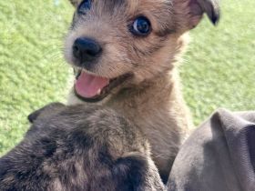 Osita * Amora * Nala