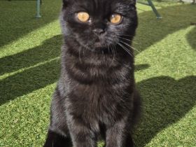 Traumhaftes Selkirk Rex Mädchen "Bijou" (5 Monate) sucht Kuschelplatz auf Lebenszeit!