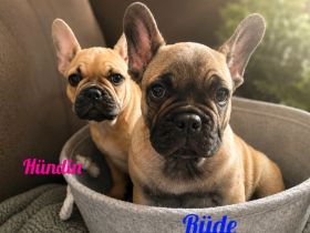 Reinrassige französische Bulldoggen mit Nase
