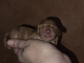 Cockerpoo Welpen