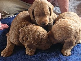 Labradoodle F1B-Welpen suchen ein Zuhause