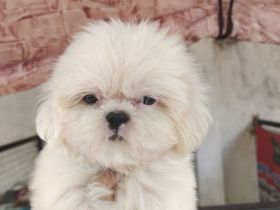Wunderschöne Shih-Tzu-Welpen.