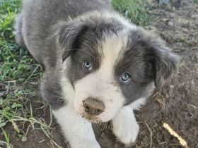 Border Collie Welpe in Slate