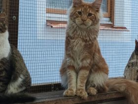 Maine Coon mit Stammbaum