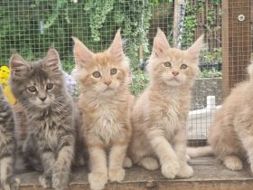 Maine-coon kitten mit Stammbaum