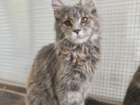 Maine-coon kitten mit Stammbaum