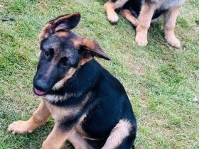 Schäferhund-Welpen suchen ein liebevolles Zuhause