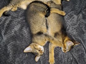 Kitten - Katerchen  - Somali -Abessinier  -MIX