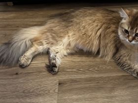 BLH Katze Golden Shaded