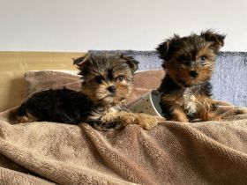 Wunderschöne Mini-Yorkshire-Terrier Welpen suchen ihr Für-immer-Zuhause