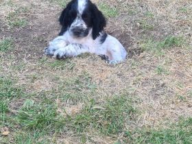 Cockerspaniel Welpen