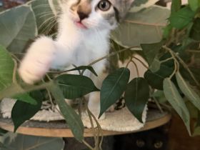 Zuckersüße Katzenbabies