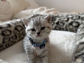 🐾 Zuckersüße BKH-Kitten suchen ab August ihr Traumzuhause! 🐾
