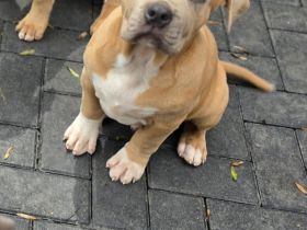 T.L.B.R.⭐ EXCLUSIVE BLOODLINE ⭐ American Bully XXL