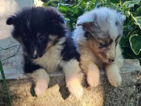 Sheltie-Mädchen