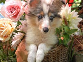 Sheltie-Mädchen