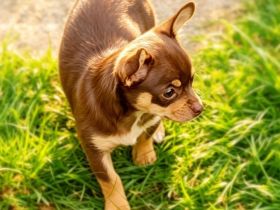 Chihuahua Hündin / Welpe kurzhaar schoko-tan mit Papieren zu verkaufen