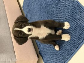 Zuckersüßer Border Collie-Mix Welpe (Rüde, 13 Wochen) sucht sein Traumzuhause! 🐾