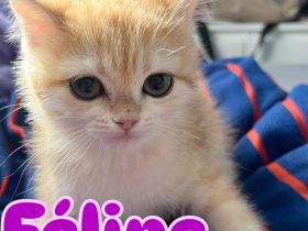 BKH Kitten in Golden mit Stammbaum Ab sofort Abgabebereit