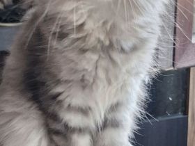 Neva Masquarade sibirische Waldkatzen Kitten