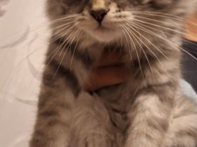 Neva Masquarade sibirische Waldkatzen Kitten
