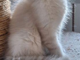 Neva Masquarade sibirische Waldkatzen Kitten