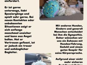 Mini Malteser -Pekinese Mischling