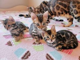 Bengal Kitten